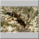 Ichneumon sarcitorius - Schlupfwespe m01e 15mm fdet02.jpg